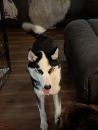 Ginger (Husky) - Photo 7