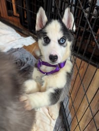 Ginger (Husky) - Photo 17