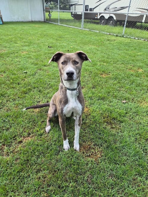 PETER PAN (PETER PAN LITTER) - Terrier / Mountain Cur available for adoption