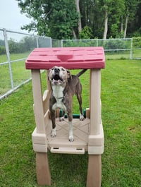 Peter Pan (Peter Pan Litter) - Photo 3