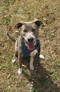Peter Pan (Peter Pan Litter) - Photo 10