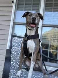 Peter Pan (Peter Pan Litter) - Photo 4