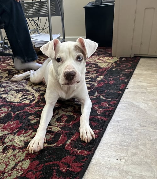 AUTUMN - MOM TO RAINE - Terrier / Hound available for adoption