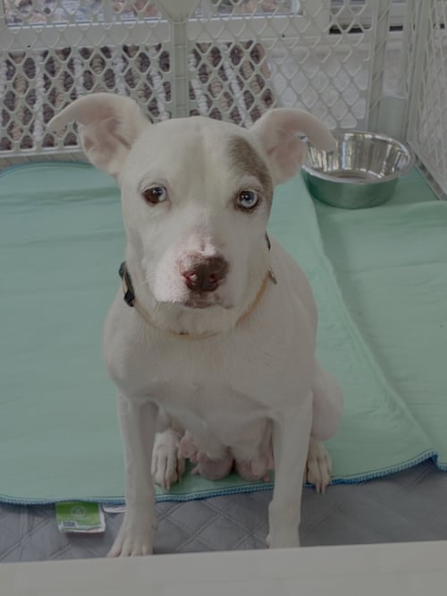 AUTUMN - MOM TO RAINE - Terrier / Hound available for adoption