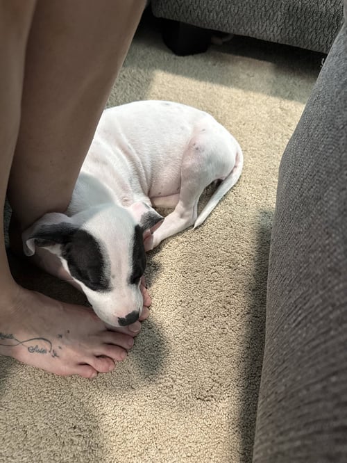PATCH - SEWING LITTER - Pit Bull Terrier / American Staffordshire Terrier available for adoption