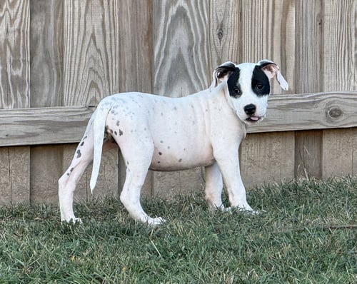 PATCH - SEWING LITTER - Pit Bull Terrier / American Staffordshire Terrier available for adoption