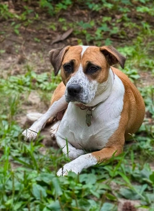 GOLDIE - Hound / Terrier available for adoption
