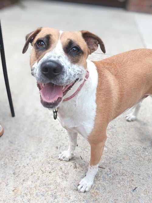 GOLDIE - Hound / Terrier available for adoption