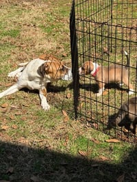 Goldie - Photo 12