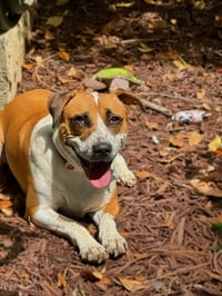 Goldie - Photo 4