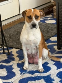 Goldie - Photo 11