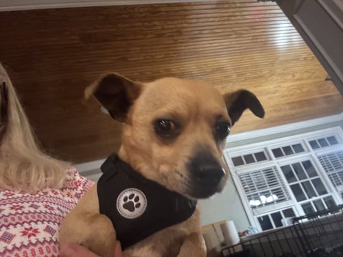 PINE - Chihuahua available for adoption