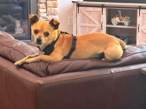 PINE - Chihuahua available for adoption