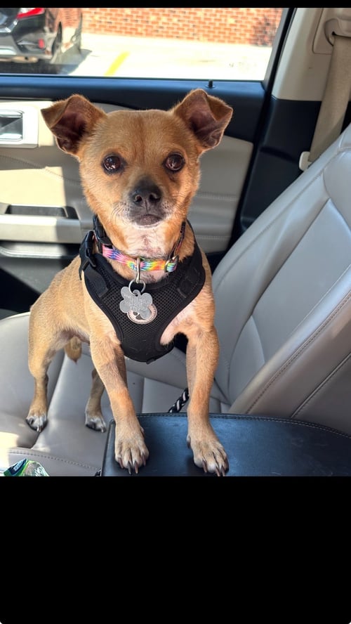 PINE - Chihuahua available for adoption