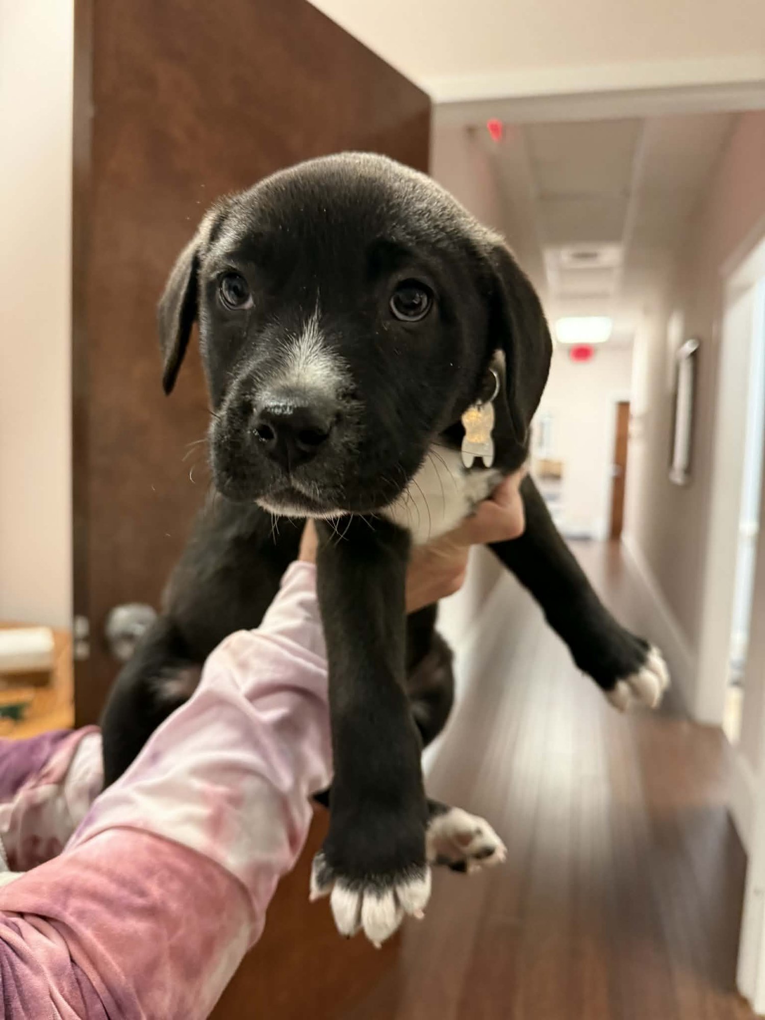 FERDINAND - Cattle Dog / Shepherd available for adoption