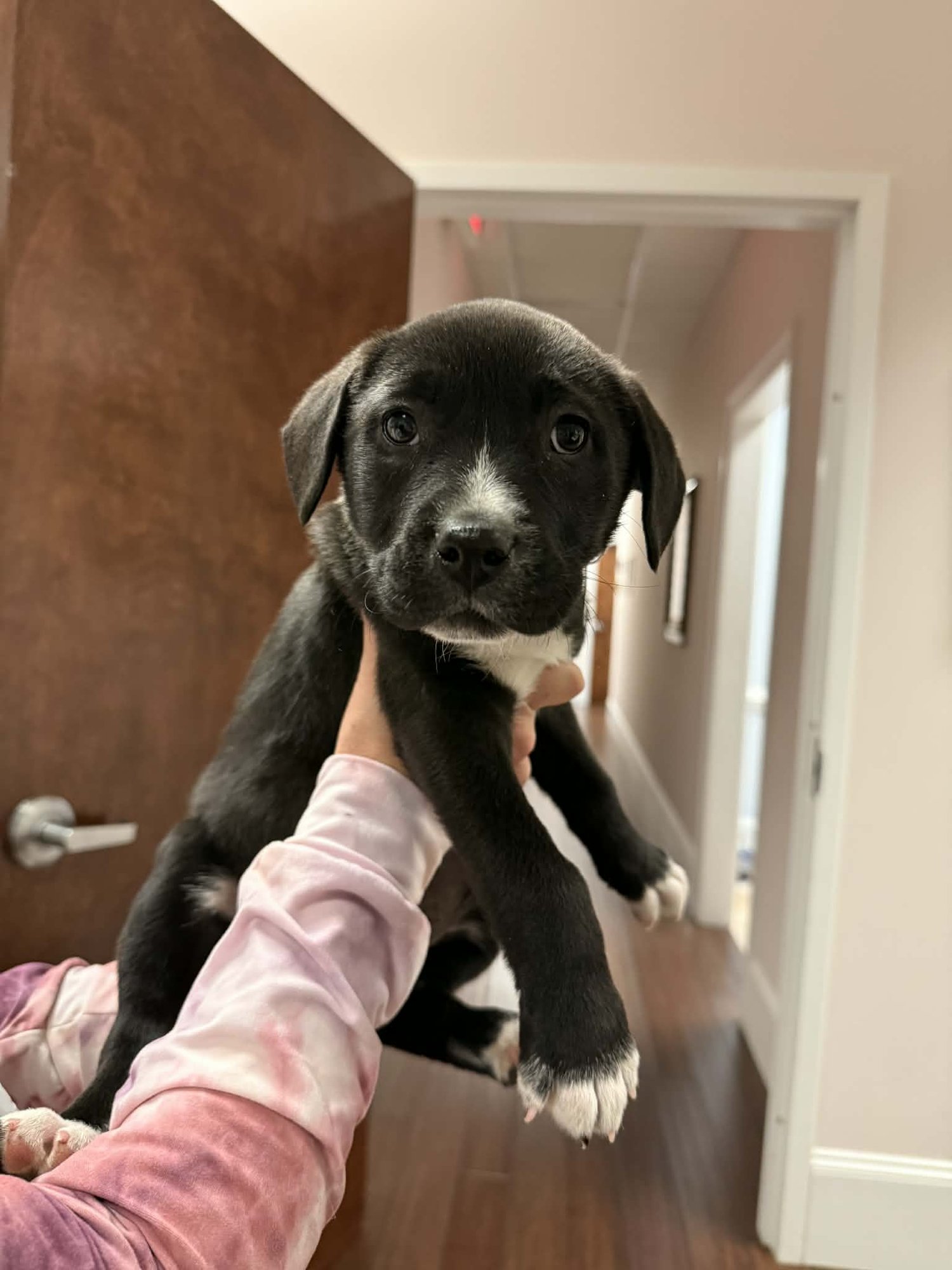 FERDINAND - Cattle Dog / Shepherd available for adoption