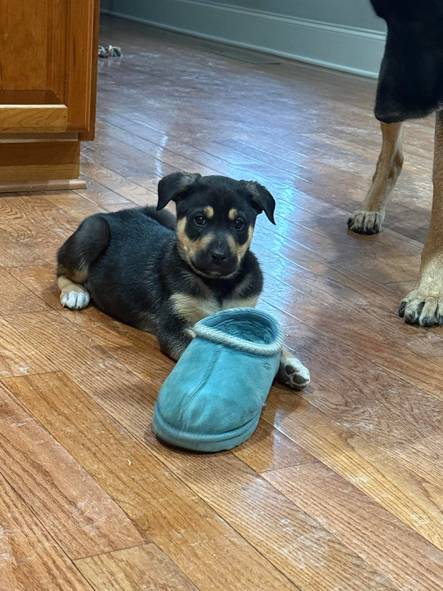GEORGE-NICK OF TIME LITTER - Australian Shepherd / Shepherd available for adoption