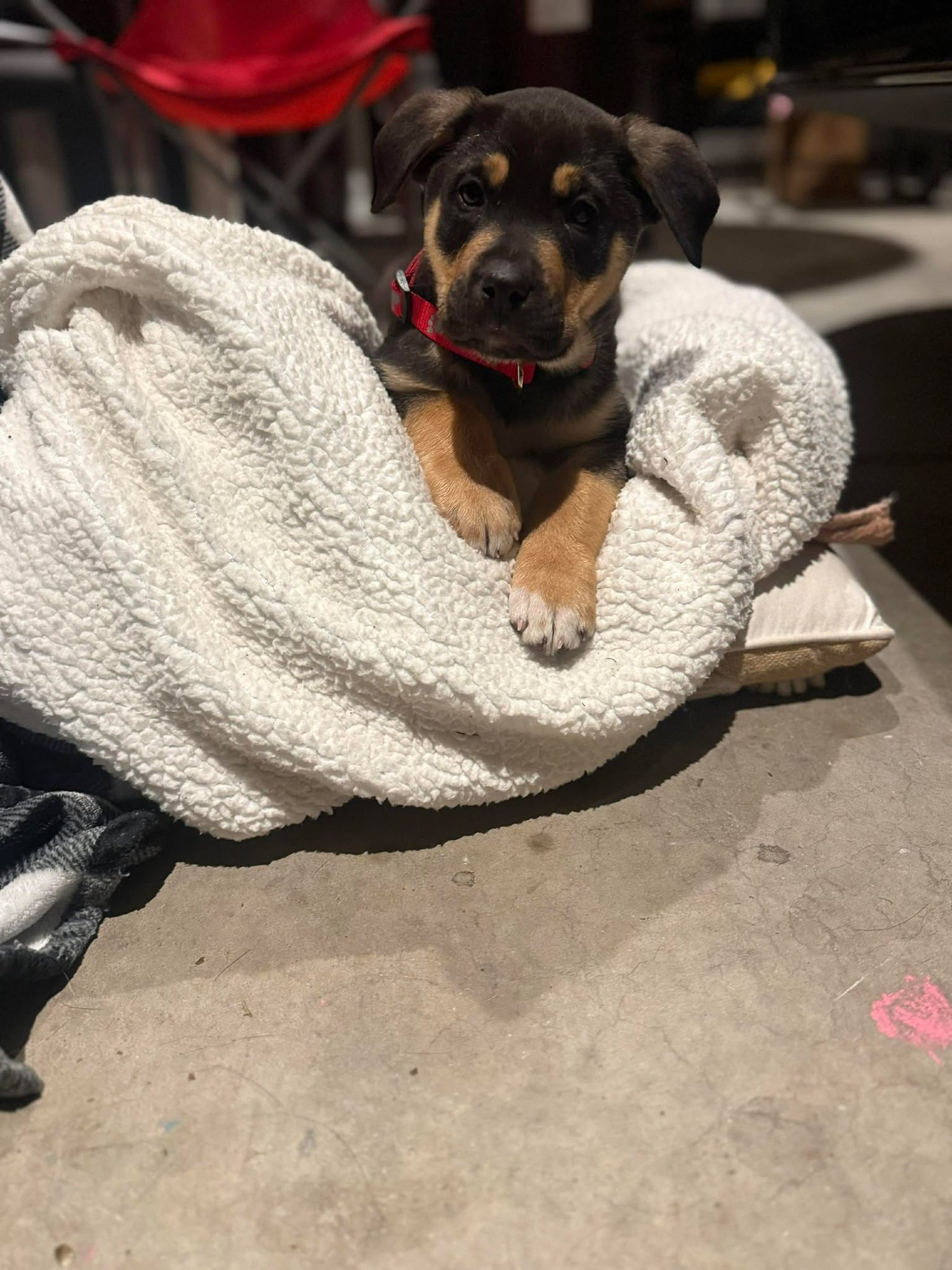 GEORGE-NICK OF TIME LITTER - Australian Shepherd / Shepherd available for adoption