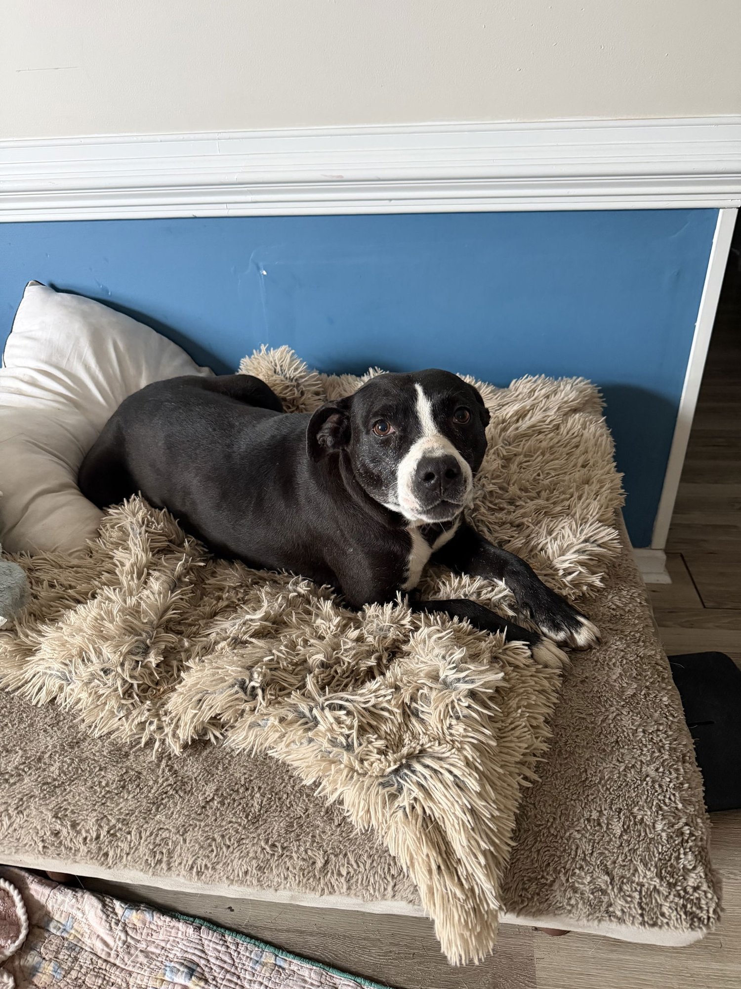 DARLA (BLACK AND WHITE) - American Staffordshire Terrier available for adoption