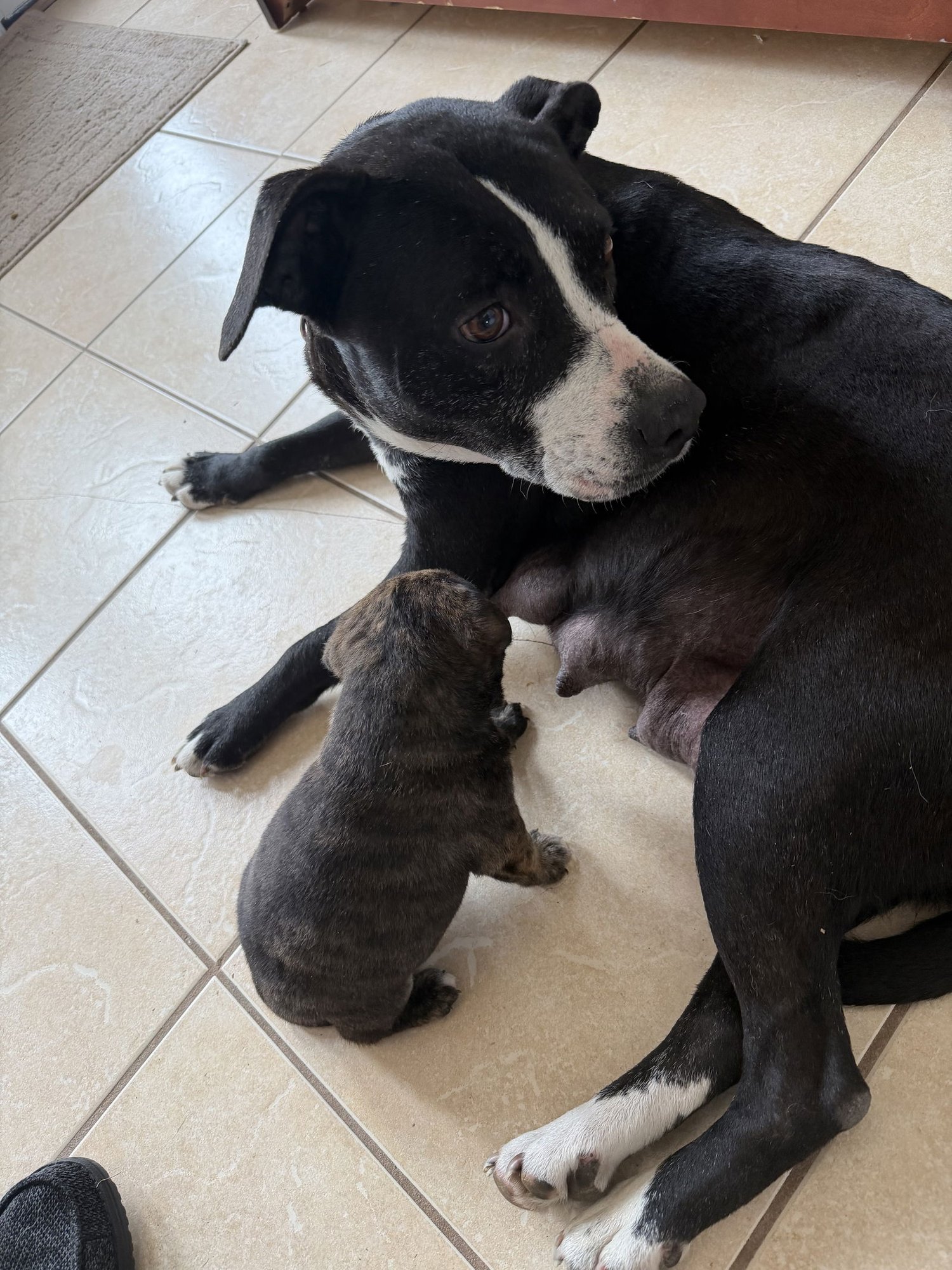 DARLA (BLACK AND WHITE) - American Staffordshire Terrier available for adoption