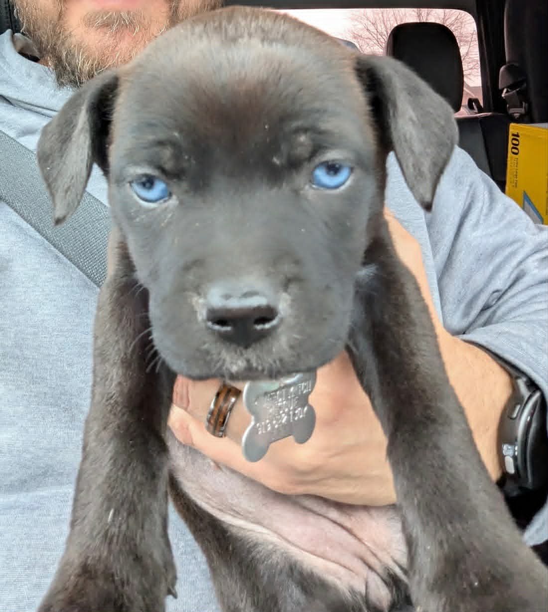 GUINNESS - BEER LITTER - Shepherd / Hound available for adoption