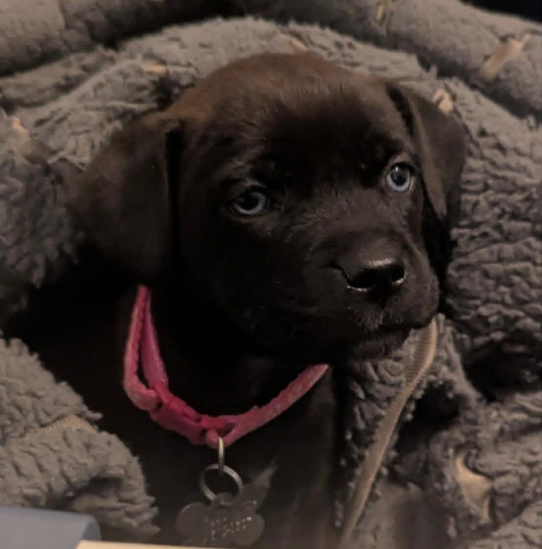 GUINNESS - BEER LITTER - Shepherd / Hound available for adoption