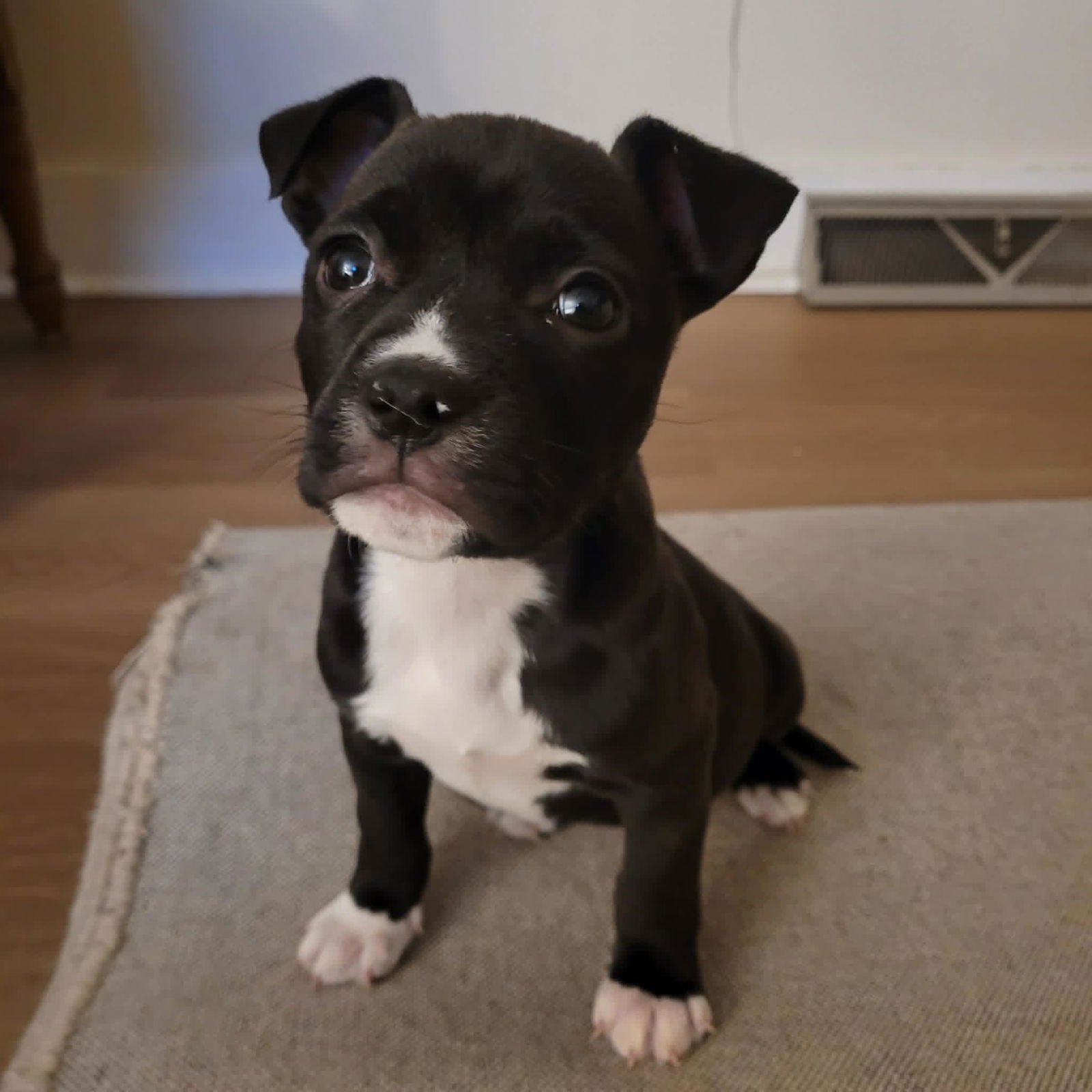 SPOTCH - Terrier / Hound available for adoption