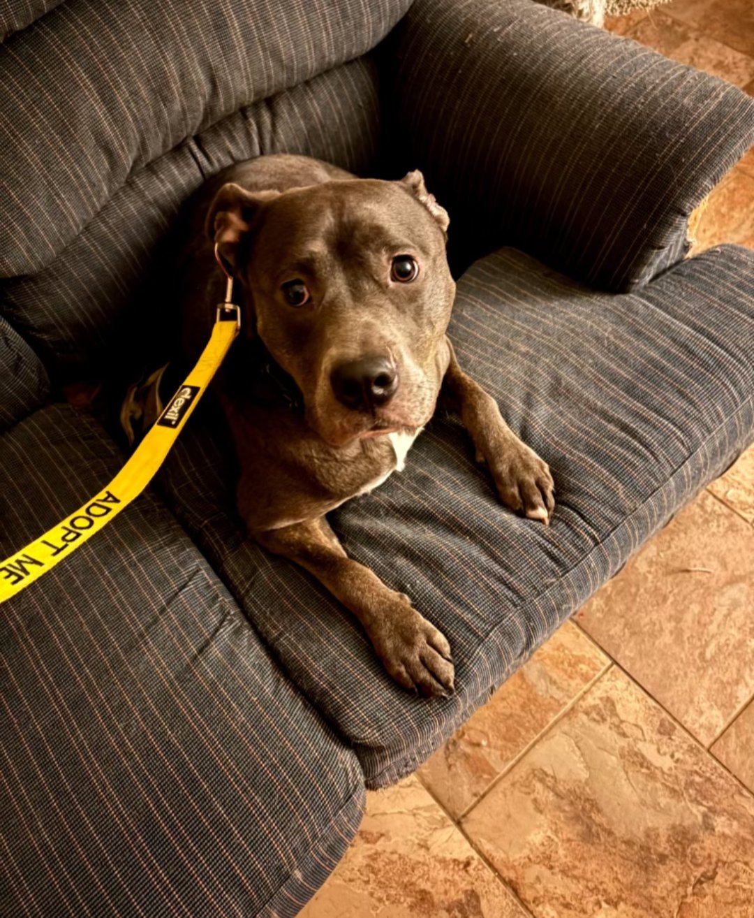 DIXIE - American Pit Bull Terrier available for adoption