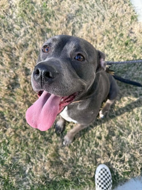 DIXIE - American Pit Bull Terrier available for adoption