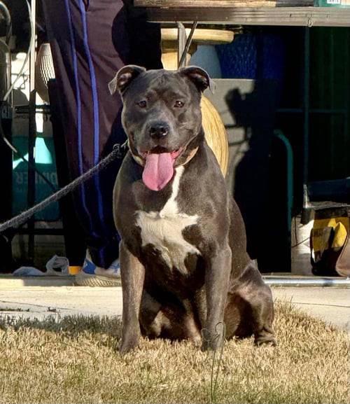 DIXIE - American Pit Bull Terrier available for adoption