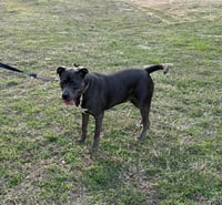 Dixie - Photo 5