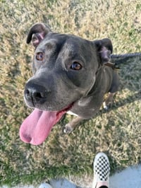 Dixie - Photo 4