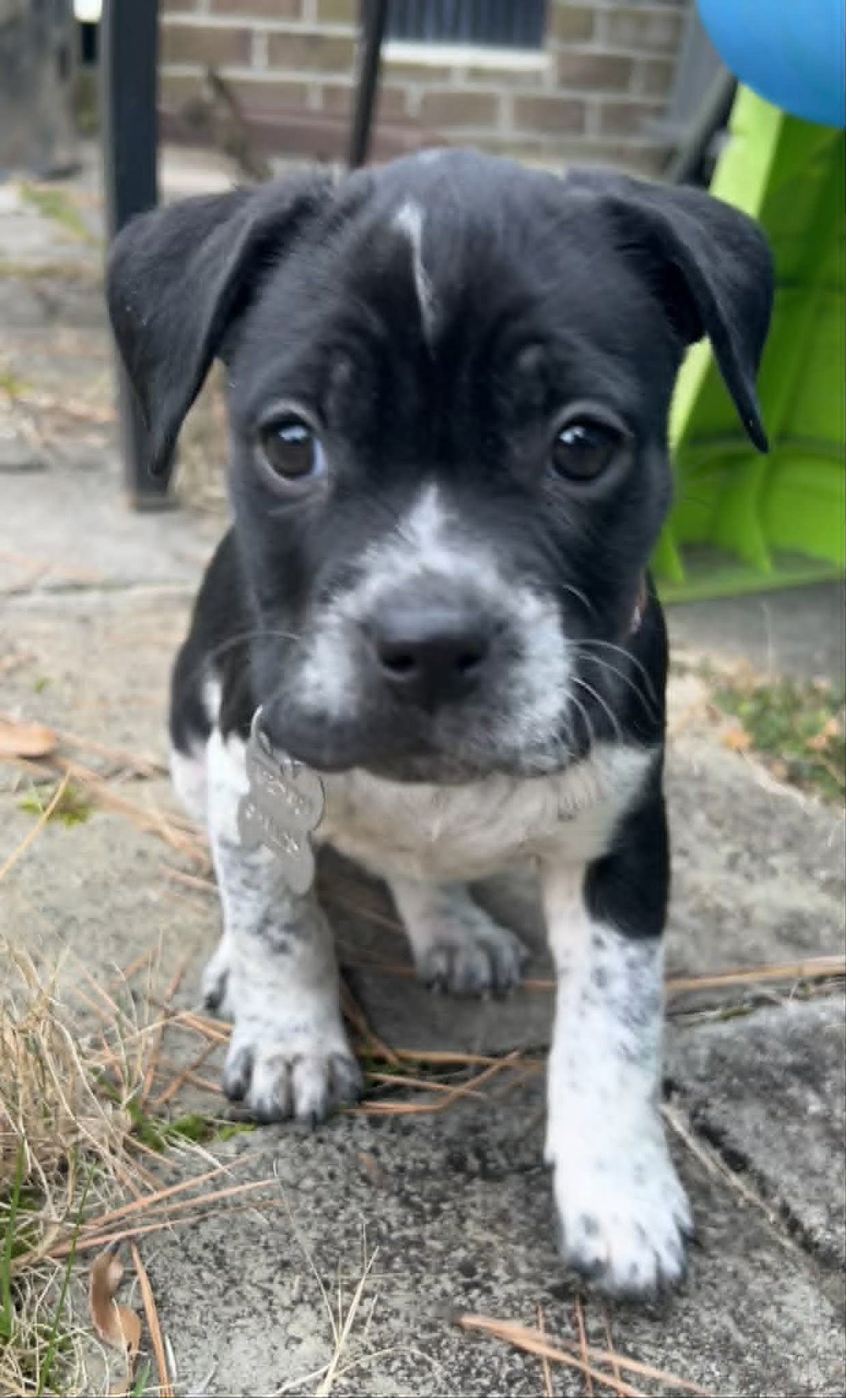 BELLA - Hound / Australian Cattle Dog/Blue Heeler available for adoption
