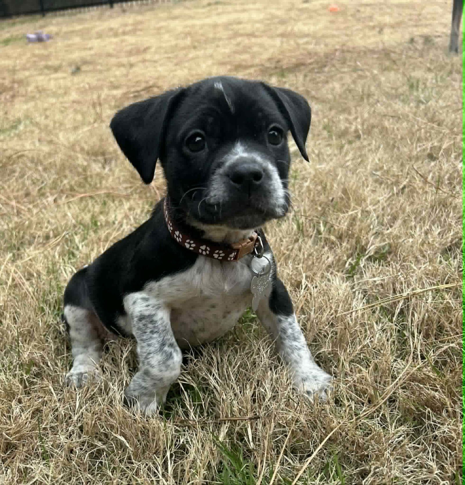 BELLA - Hound / Australian Cattle Dog/Blue Heeler available for adoption