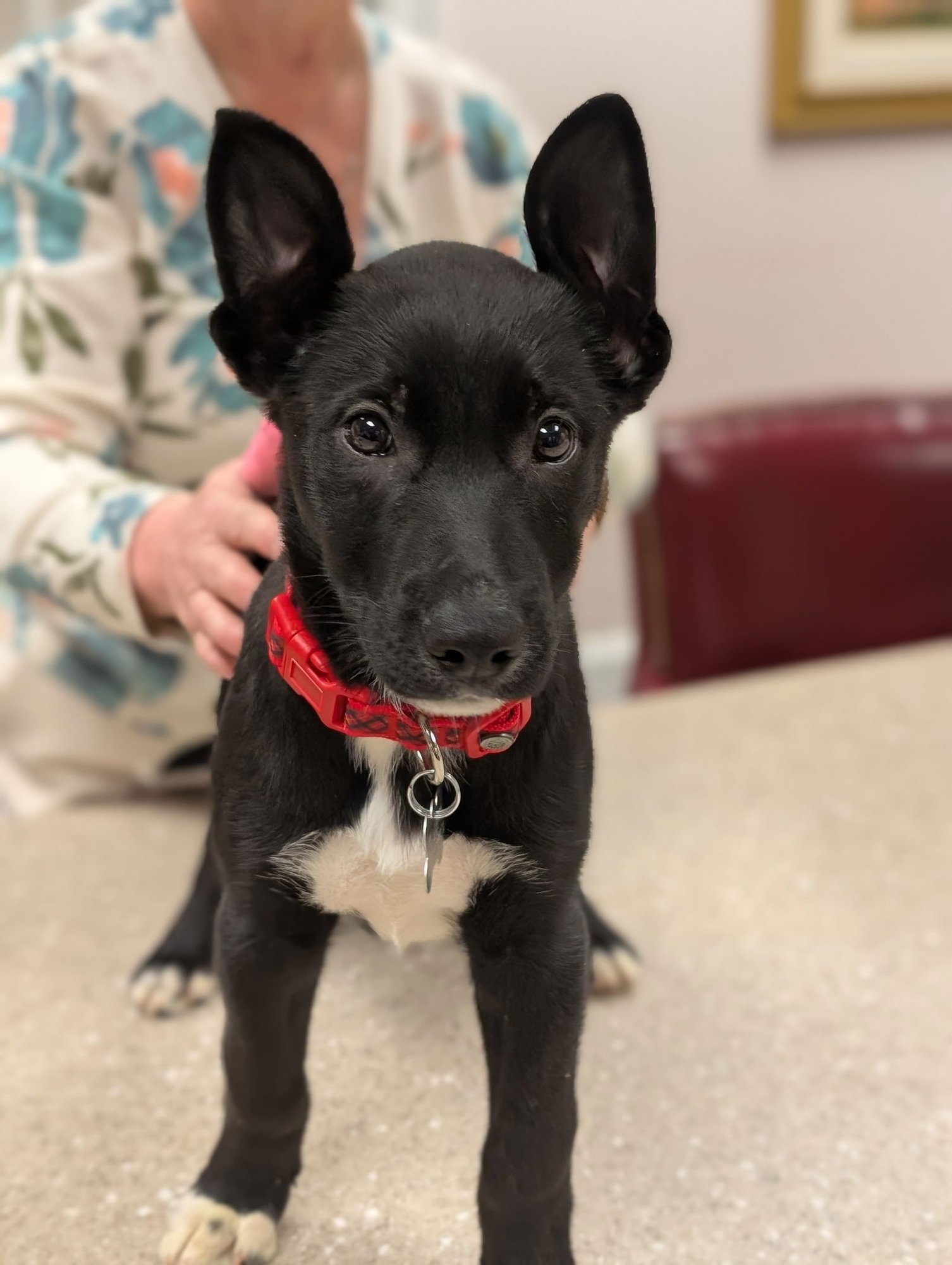 ROXANNE - Shepherd available for adoption