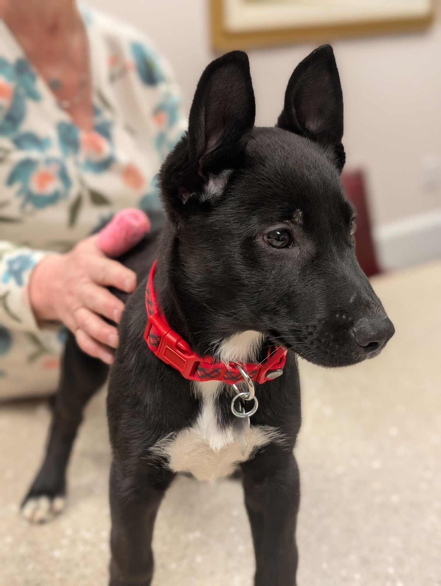 ROXANNE - Shepherd available for adoption