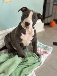 Loki - Lucky Litter - Photo 5