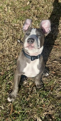 Loki - Lucky Litter - Photo 4