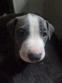 Loki - Lucky Litter - Photo 7