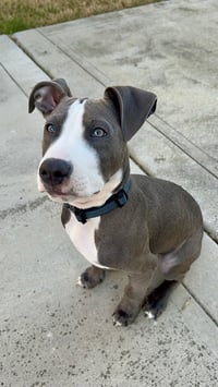 Loki - Lucky Litter - Photo 2