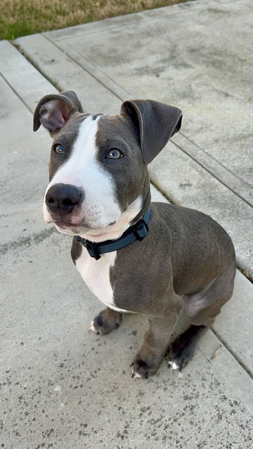 LOKI - LUCKY LITTER - American Staffordshire Terrier available for adoption