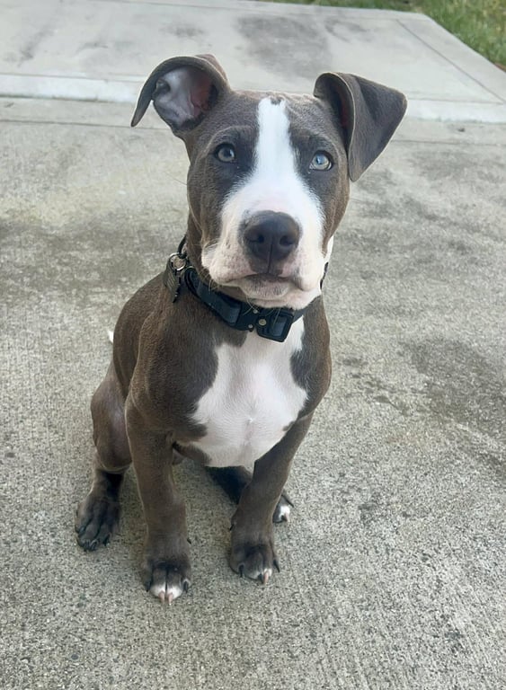 Loki - Lucky Litter Image