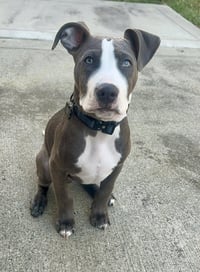 Loki - Lucky Litter - Photo 1