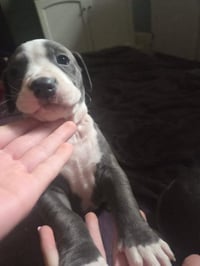 Loki - Lucky Litter - Photo 8