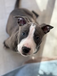 Loki - Lucky Litter - Photo 6