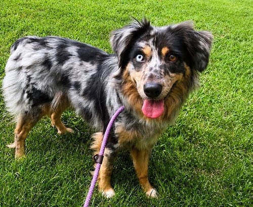 WILLOW - Australian Shepherd available for adoption