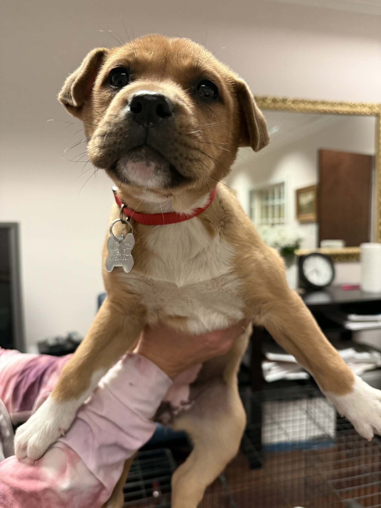 ELSIE (BESSIE LITTER) - Cattle Dog / Shepherd available for adoption