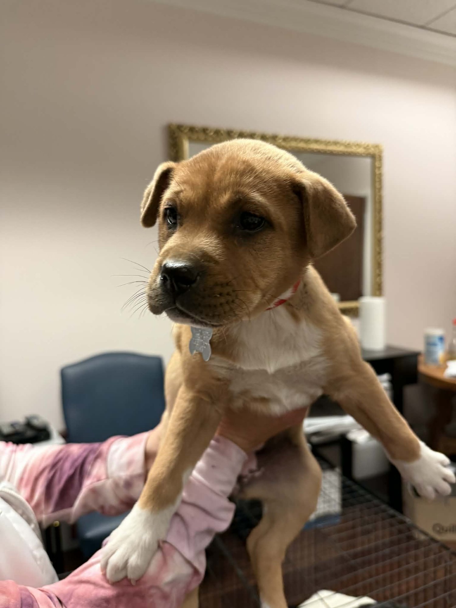 ELSIE (BESSIE LITTER) - Cattle Dog / Shepherd available for adoption