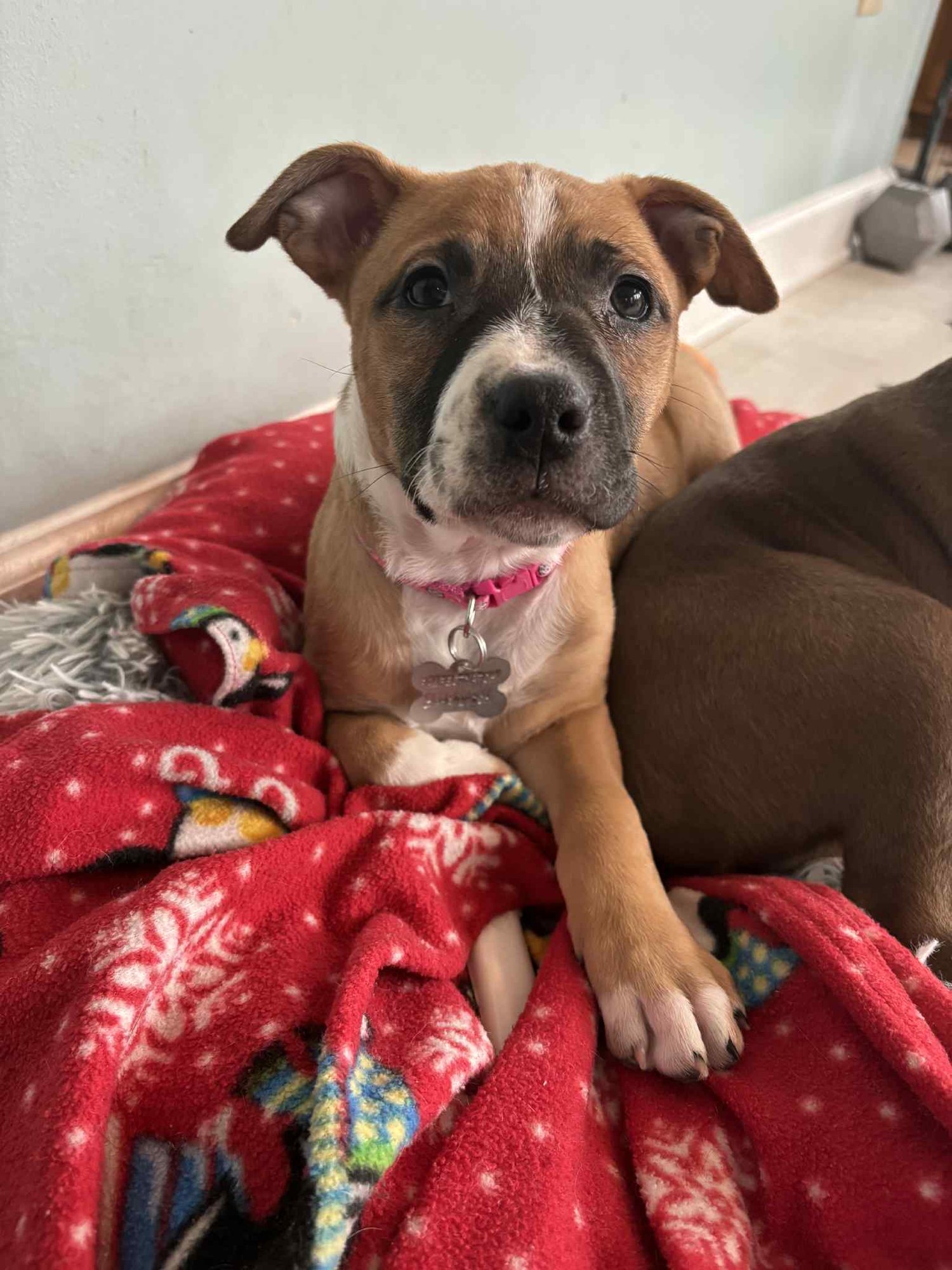 NANCY: RETIRED LAWYER LITTER - American Pit Bull Terrier / Australian Cattle Dog/Blue Heeler available for adoption