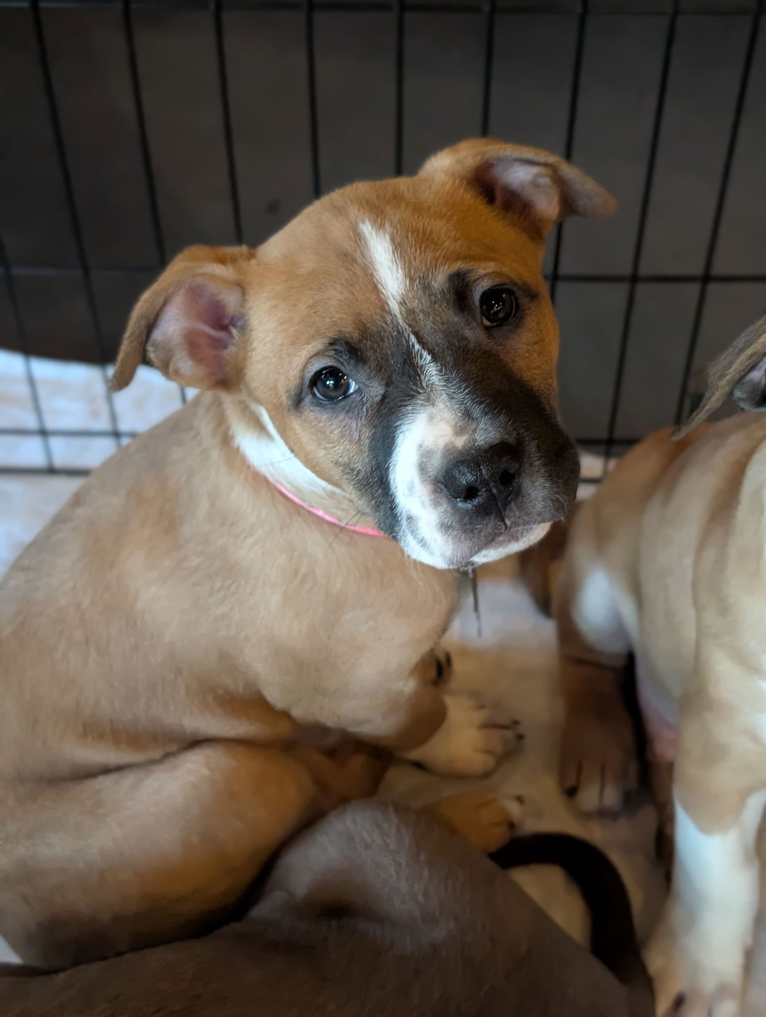 NANCY: RETIRED LAWYER LITTER - American Pit Bull Terrier / Australian Cattle Dog/Blue Heeler available for adoption